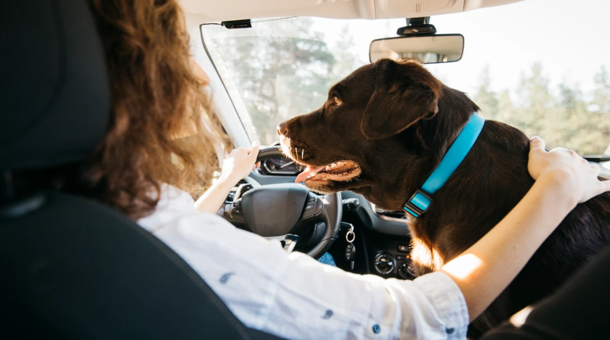 wakacyjny wyjazd z psem