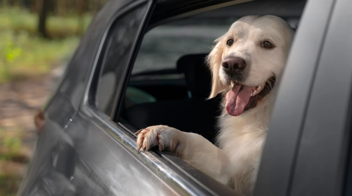 podróż autem na wakacje z psem