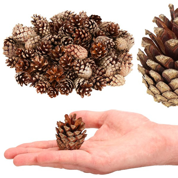 Szyszki sosnowe naturalne 500g szyszka dekoracyjna do stroików