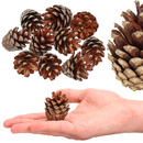 Szyszki sosnowe naturalne 10 szt. szyszka dekoracyjna do stroików 