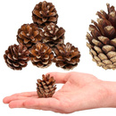 Szyszki sosnowe naturalne 6 szt. szyszka dekoracyjna do stroików